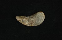 藏品(河殼菜蛤(沼蛤))的圖片
